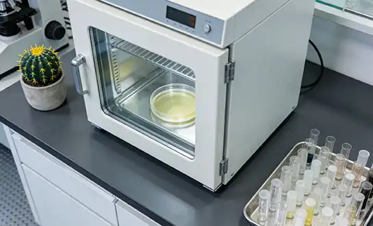 Amino Acids for Plants: Beyond Nitrogen Supply